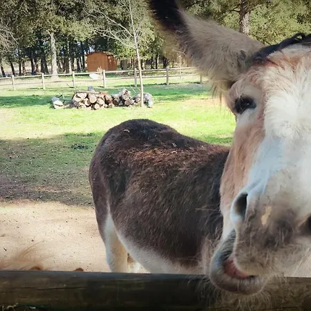 Cosy Equipe La Boissiere-de-Montaigu