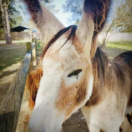 Кемпинг Cosy Equipe La Boissiere-de-Montaigu