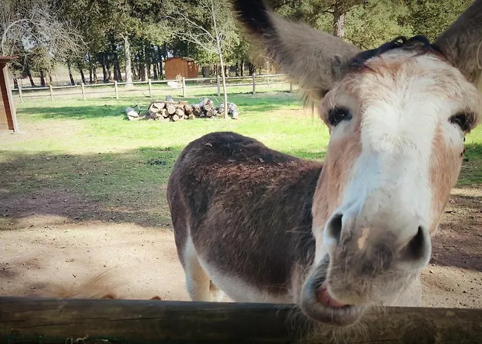 Cosy Equipe La Boissière-de-Montaigu