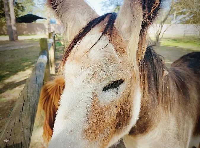 Kemp Cosy Equipe La Boissiere-de-Montaigu